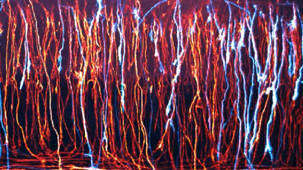 Watch: Dazzling time-lapse of developing neurons wins top honors in Nikon's annual video contest