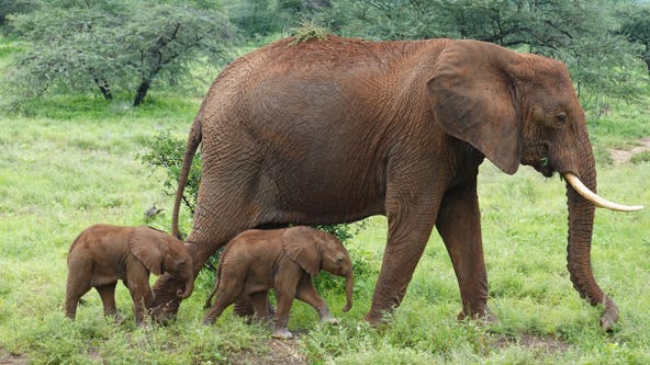 Twins! Rare pair of African elephants born on Kenya reserve