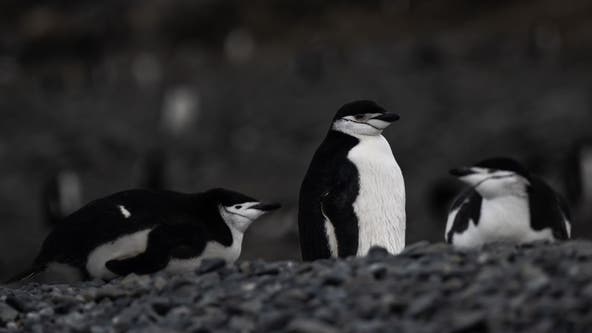 Penguin parents sleep for just a few seconds at a time to guard newborns, study shows