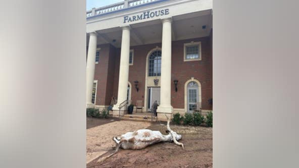 UT fans react to dead longhorn found at OSU frat house