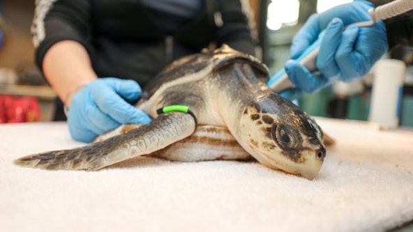 More than 200 turtles rescued, treated for hypothermia at New England aquarium