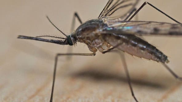 Watch: Mosquito plague takes over Buenos Aires after heavy rainfall