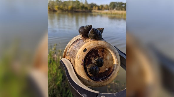 'Mystery' snail could cause big problems in the wild: TPWD