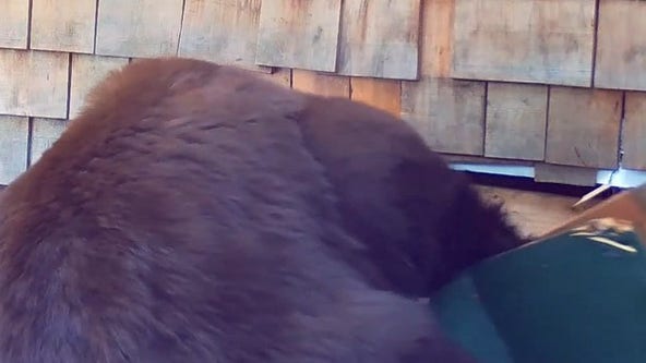 Watch: Bear tears down wall to free fellow bears trapped in building