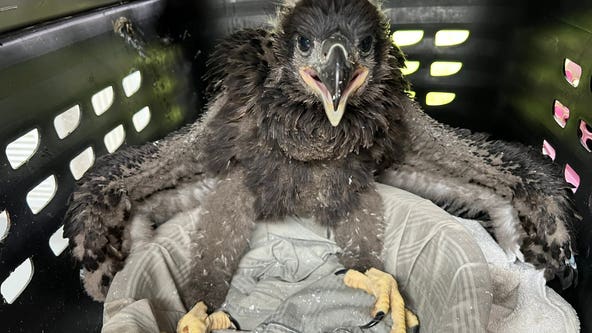 Baby bald eagle rescued after falling from nest during storms