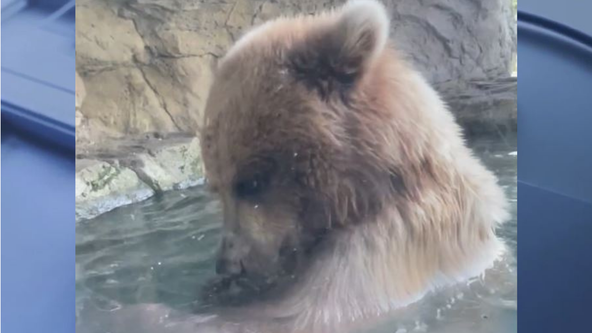Woodland Park Zoo bear devours ducklings in front of Seattle visitors