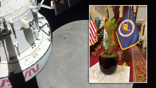 NASA to begin distributing 'moon trees' with seeds that flew around moon