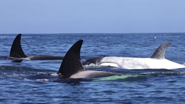 Famous white killer whale ‘Frosty’ spotted off California coast: ‘Very special encounter’