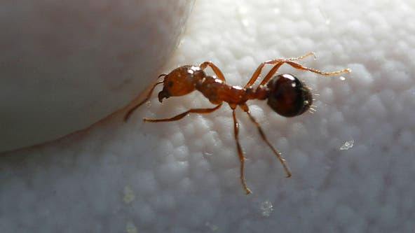 What can we learn from fire ants? Maybe a lot