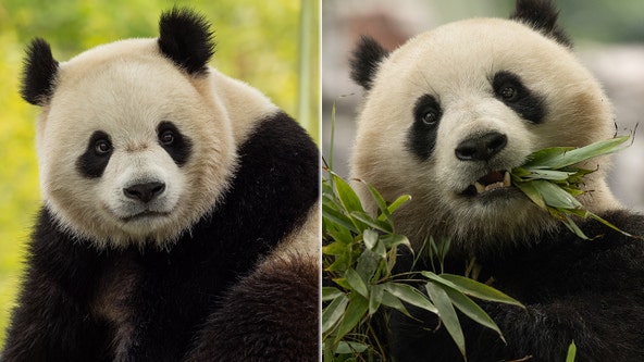 Giant pandas returning to DC’s National Zoo