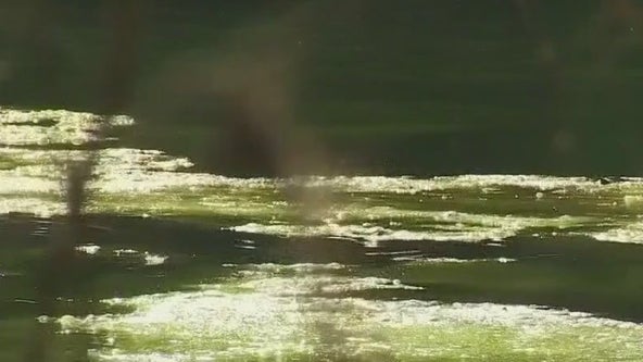 Officials warn about toxic algae in Lake Travis after dog's death