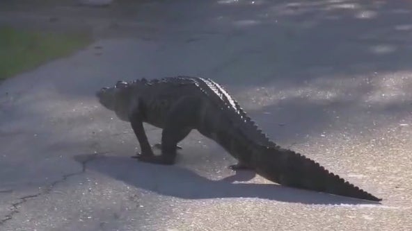 Alligators found in Marble Falls