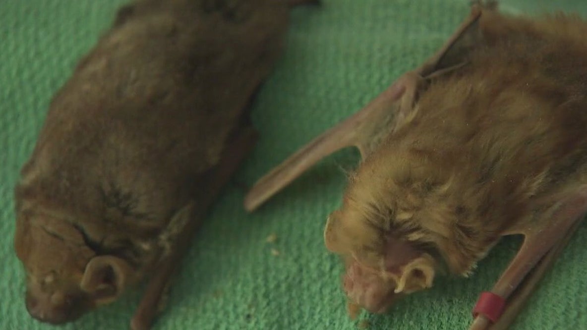Rabid bat found at Tanger Outlets in San Marcos: city