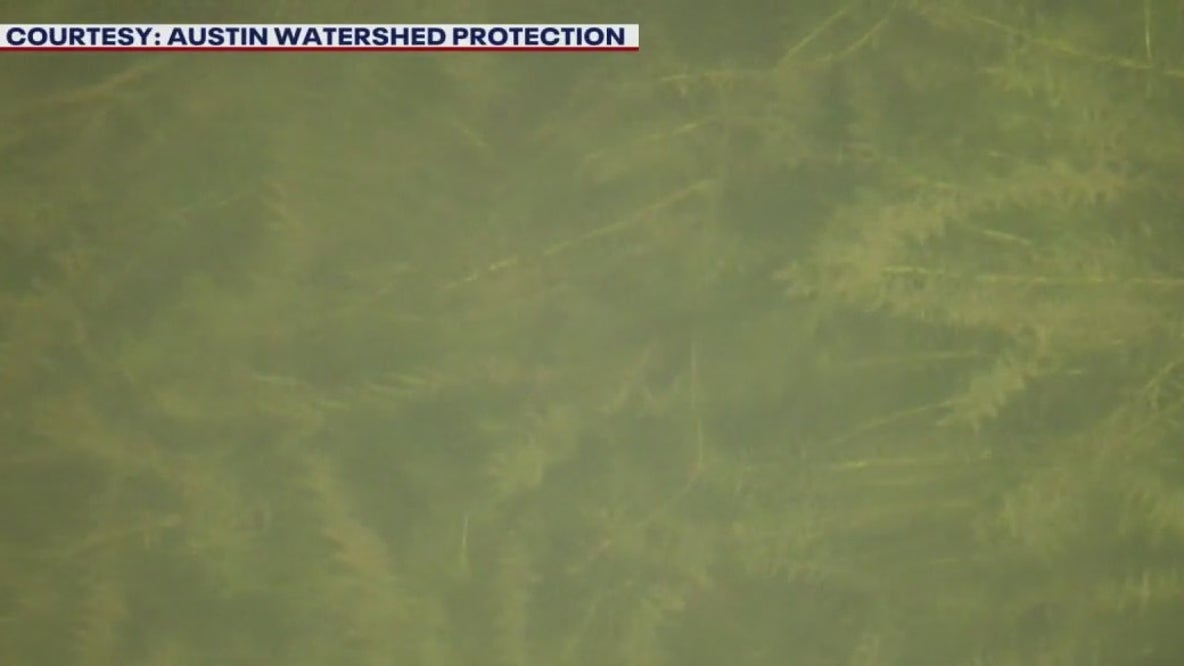 Thousands of grass carp released into Lake Austin to control hydrilla