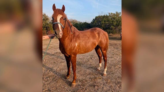 5 horses rescued after left without care for 2 weeks; animal rescue asking for donations