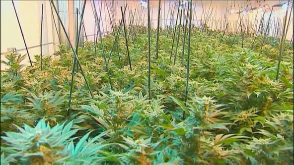 Marijuana legalization: Gov. Walz signs Minnesota cannabis bill into law