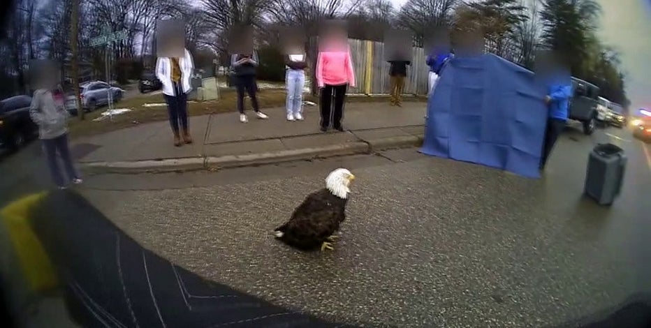 Bald eagle rescued in Plymouth doing well in recovery at Raptor Center