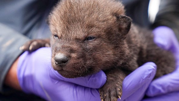 Minnesota wolf pups to be featured in new Disney+ series premiering on July 4
