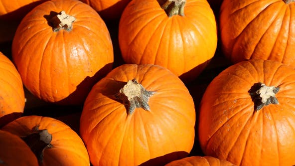 11 pumpkin patches to visit in Minnesota this fall