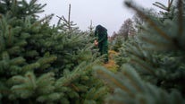 Christmas tree growers in US predict stocked supply this year, but with higher prices
