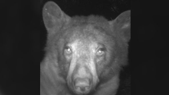 Bear takes about 400 selfies after discovering wildlife camera in Colorado