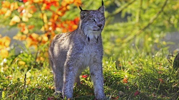 Minnesota DNR changes trapping rules to protect lynx