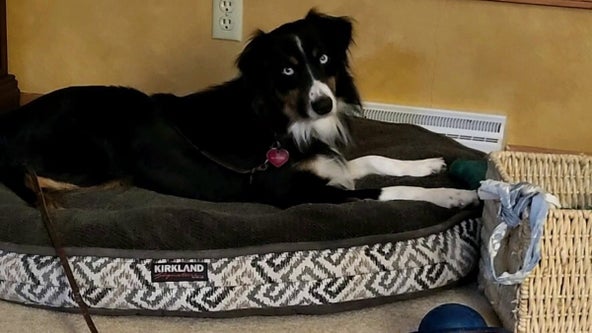 Missing Inver Grove Heights dog set to become service dog, community on lookout