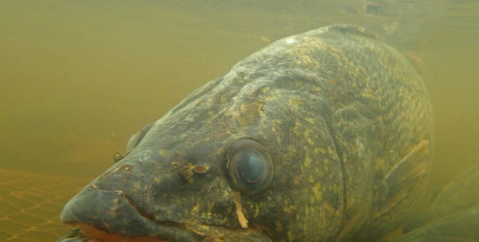Walleye fishing on Mille Lacs Lake open all summer