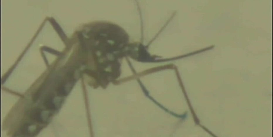 Minnesota experts predict mosquitoes will be 'out with a vengeance' once it’s warm