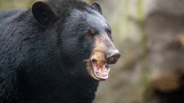 Bear attack in central Minnesota: Sheriff's office releases photo of Minneapolis woman's injuries