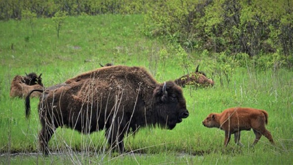 Bison herds at Minnesota parks expected to add 35 calves this spring