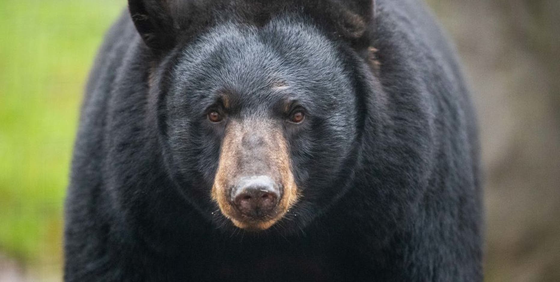 Bear attacks, seriously injures woman in central Minnesota