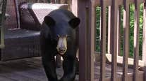 Bear surprises man relaxing outside his home: Video
