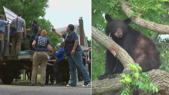 DC black bear tranquilized after spending hours in tree before running through northeast neighborhood