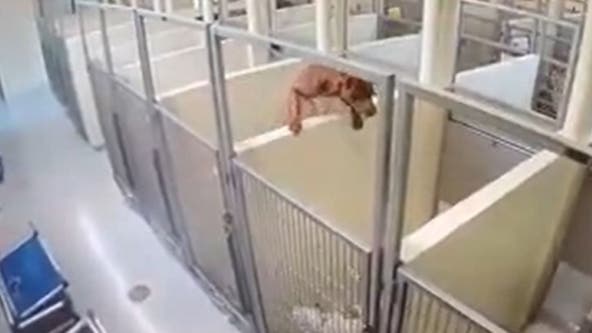 Dog jumps kennel wall to be with friend at shelter: Video