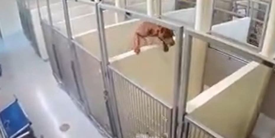Determined Minneapolis dog who jumped kennel wall to be with friend, finally adopted together