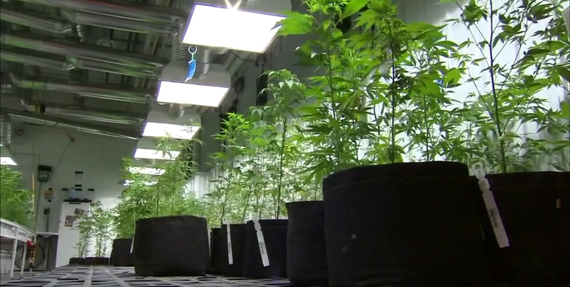 Recreational marijuana legal Aug. 1, with these restrictions