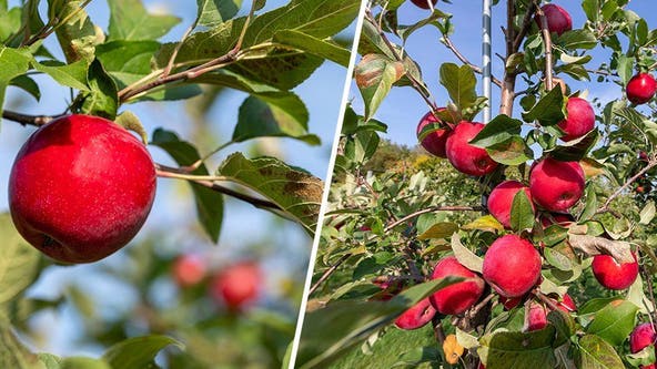 University of Minnesota debuts new apple variety, Kudos
