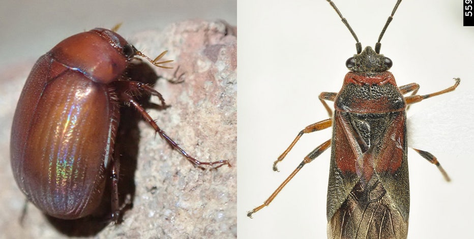 2 new invasive insects found in Minnesota