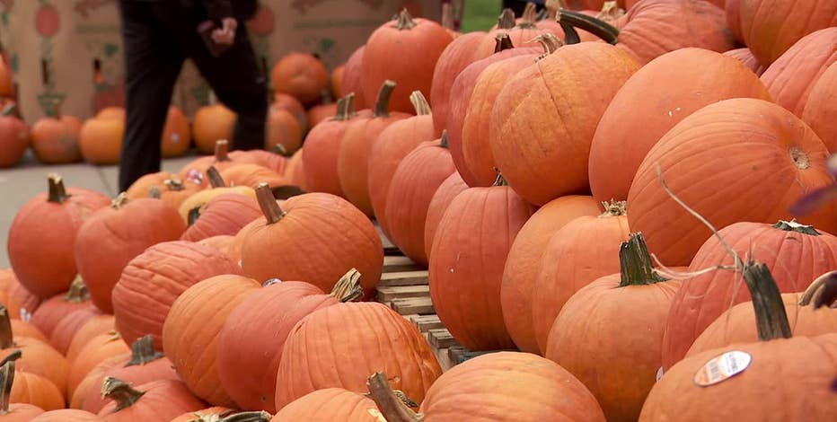 Trick-or-treaters prepare for chilly Halloween in Twin Cities