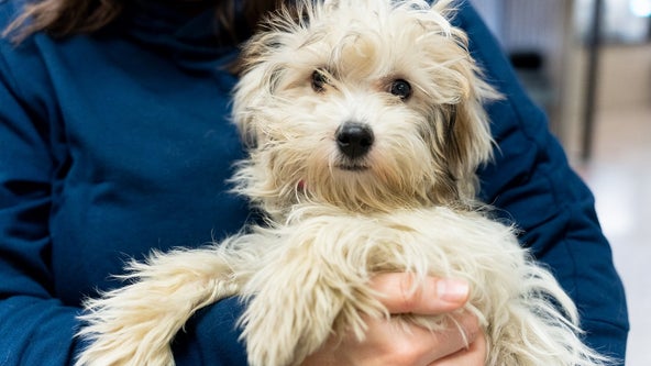 Woman charged in case linked to dead dogs on Grey Cloud Island