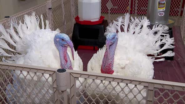 Presidentially pardoned turkeys settling in at University of Minnesota