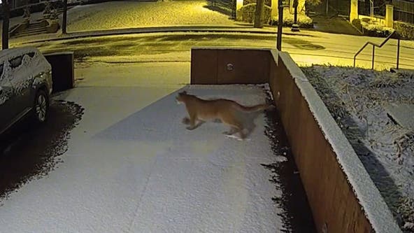 Cougar hit, killed on I-394 after Minneapolis cougar sightings