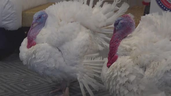 Presidentially pardoned turkeys settling in at University of Minnesota