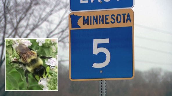 Endangered bumble bee complicates Carver County highway project