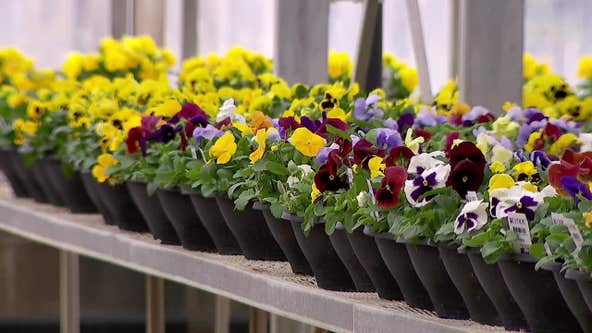 Not time to plant spring flowers in Minnesota just yet