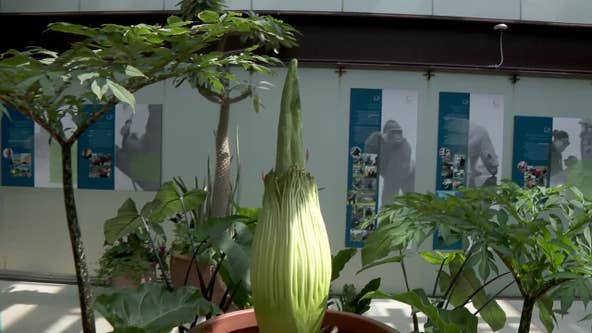 Corpse flower at Como Park Zoo and Conservatory continues to grow, but no bloom yet