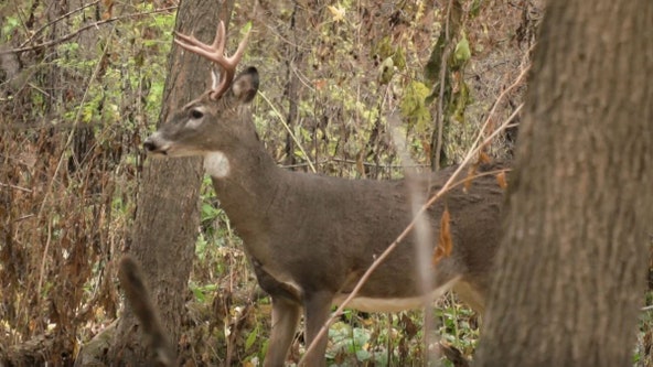 DNR adds Aitkin county to deer feed, attractant ban list