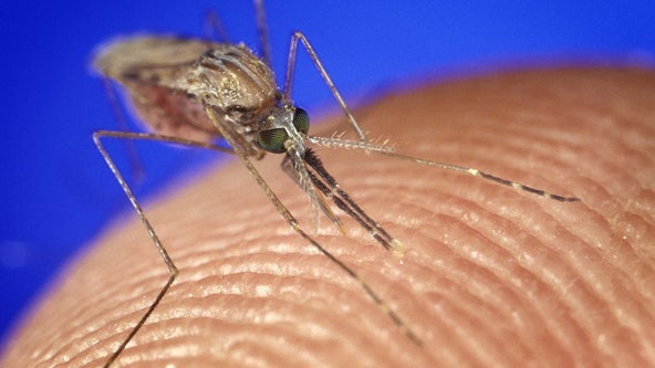 West Nile virus detected in Wisconsin from blood donor, dead bird