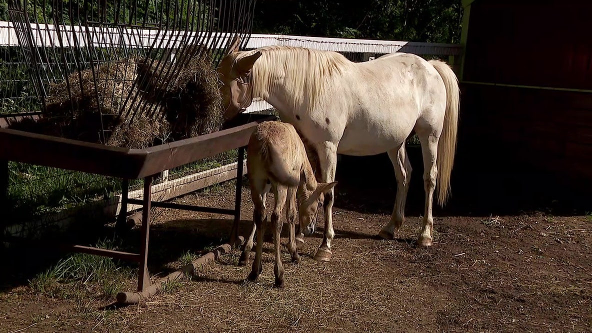 Endangered wild horse finds new home, mother at Minnesota Zoo